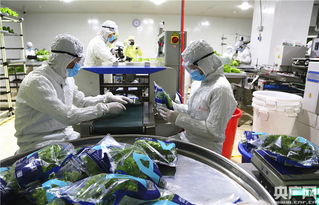 中央媒體探秘全球最大植物工廠，解鎖新興光生物產業(yè)的生物技術密碼